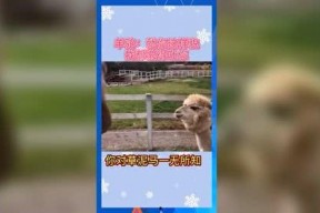 娱乐吃瓜音乐,一场跨界狂欢的视听盛宴